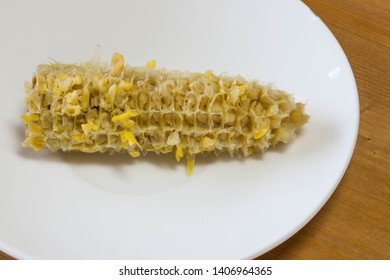 Bare Corn Cob Of A Boiled Sweet Yellow Corn After Eating In A White Saucer Plate. Close Up Shot. 