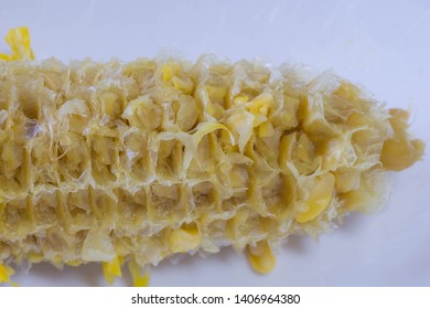 Bare Corn Cob Of A Boiled Sweet Yellow Corn After Eating In A White Saucer Plate. Close Up Shot. 