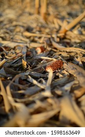 Bare Corn Cob In Corn Field After Harvest.