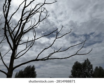 Bare dead tree branches silhouetted against dramatic cloudy sky