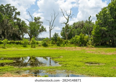 Bare dead tree trunks stand among living trees on the shore of a rural pond. Aquatic plants and open water are in the foreground under a cloudy sky.