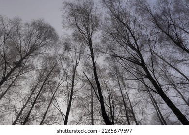 Bare deciduous trees in the autumn season in cloudy weather, tree trunks without foliage in the autumn season in rainy weather - Shutterstock ID 2265679597
