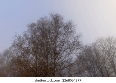 Bare deciduous trees in the autumn season in cloudy weather, tree trunks without foliage in the autumn season in rainy weather - Shutterstock ID 2268064297