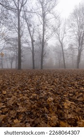 Bare deciduous trees in the autumn season in cloudy weather, tree trunks without foliage in the autumn season in rainy weather - Shutterstock ID 2268064307