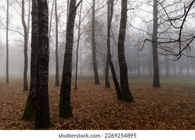 Bare deciduous trees in the autumn season in cloudy weather, tree trunks without foliage in the autumn season in rainy weather - Shutterstock ID 2269254895