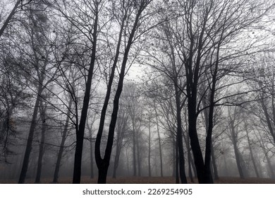 Bare deciduous trees in the autumn season in cloudy foggy weather, tree trunks without foliage in the autumn season - Shutterstock ID 2269254905