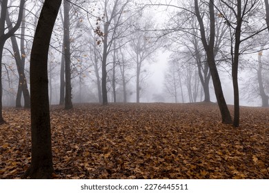 Bare deciduous trees in the autumn season in cloudy foggy weather, tree trunks without foliage in the autumn season