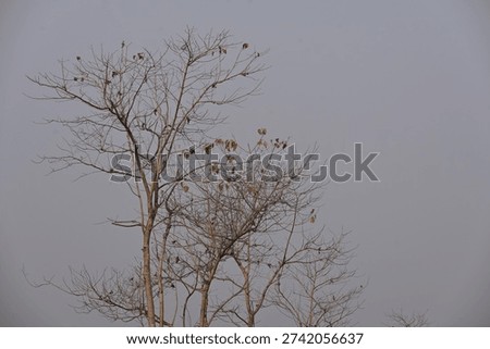 Bare Deciduous Trees with Sparse Leaves Against Pale Sky During Seasonal Transition