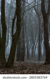 Bare deciduous trees standing tall in a mysterious foggy landscape during early winter
