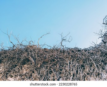 The bare dry branches of the plant wrapped around the ruined wall. Nature. Old dilapidated building, bricks. Stylish background, background in grunge style, vintage, retro
