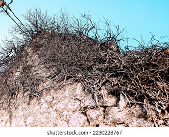 The bare dry branches of the plant wrapped around the ruined wall. Nature. Old dilapidated building, bricks. Stylish background, background in grunge style, vintage, retro