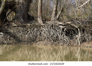 Bare (exposed) Roots Of A Willow Tree On The Bank Of River