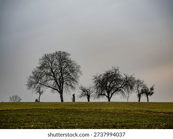 Bare fruit trees in winter
