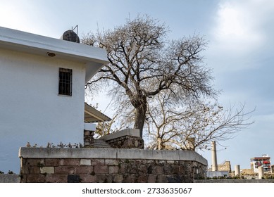 Bare leafless tree against a cloudy sky with a stone wall and ancient columns in the background. Minimalist winter urban landscape in Izmir, Turkey, featuring Roman ruins and modern building.