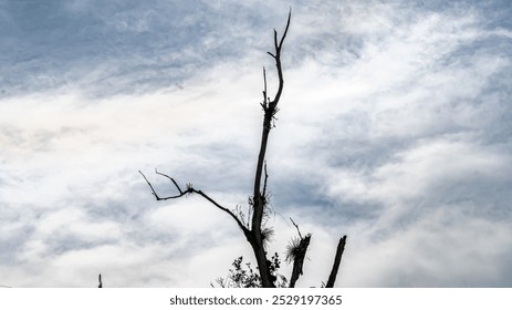 A bare, leafless tree branch against a cloudy sky. - Powered by Shutterstock