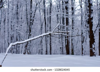 A bare leafless tree with an interesting shape in a winter woodland landscape. Bare trees in snow.