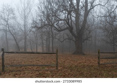 A bare leafless tree stands behind an old wooden ranch fence with other trees in the background on a gray misty foggy day 