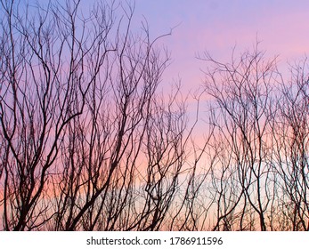 Bare leafless trees silhouetted against colorful sunset. Evening landscape