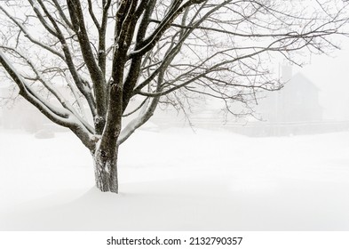 Bare Maple tree in a blowing snow storm with blurry houses in the background