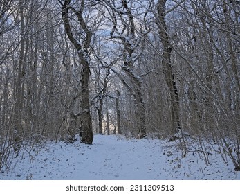 Bare oak forest covered in snow on a cold winter evening with setting sun in Rakvere, Estonia  - Shutterstock ID 2311309513