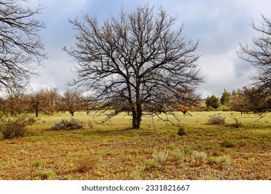 A bare oak tree set in a field in a winter landscape near Ceres, Western Cape, South Africa.