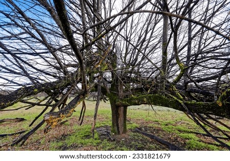 A bare oak tree set in a field in a winter landscape near Ceres, Western Cape, South Africa.