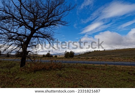 A bare oak tree set in a field in a winter landscape with blue skies near Ceres, Western Cape, South Africa.