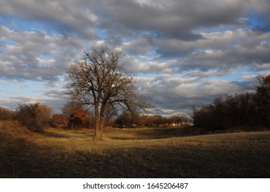 Bare oak tree under cloudy sky.