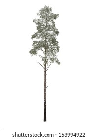 Bare pine-tree isolated over white background