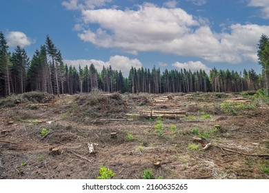 Bare Plain Due To Deforestation With Sawn Branches And Tree Trunks In Place Of Felled Spruce Forest For Wood Production And Production Of Bio Fuel, Resulting In A Destroyed Biotope