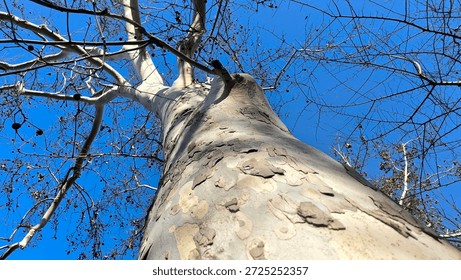 bare plane tree seen from low angle against the blue sky