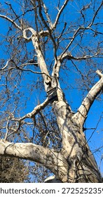 bare plane tree seen from low angle against the blue sky