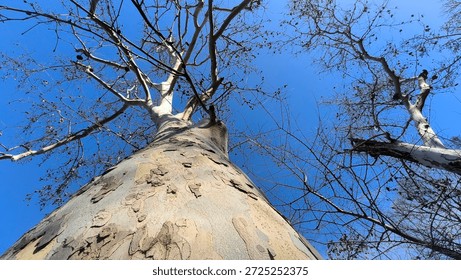 bare plane tree seen from low angle against the blue sky