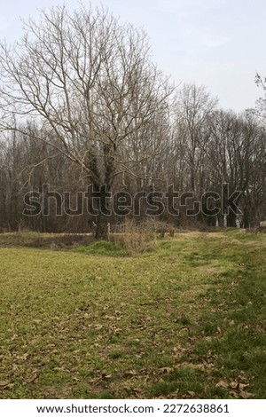 Bare  poplar by the edge of a field on a cloudy and misty day in the italian countryside in winter