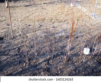 bare raspberry bushes in empty garden on sunny winter day