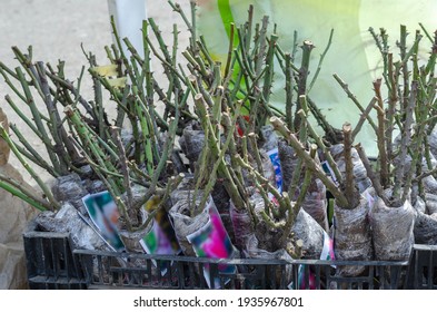 Bare roots of rose bushes at the farmers' market. Rose seedlings with roots for planting. Various varieties of roses with earth on the roots. Gardening, floriculture. - Shutterstock ID 1935967801