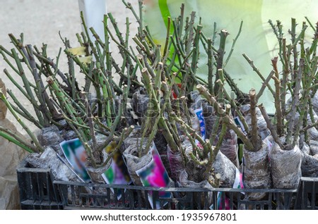 Bare roots of rose bushes at the farmers' market. Rose seedlings with roots for planting. Various varieties of roses with earth on the roots. Gardening, floriculture.