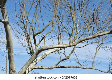 Silver Maple Bark High Res Stock Images Shutterstock