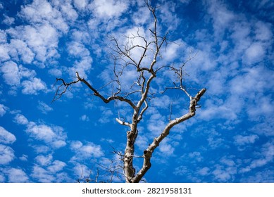 Bare, skeletal branches of a dead or dormant tree against a vibrant blue sky filled with altocumulus clouds