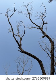 Bare, skeletal tree branches reaching into a clear blue sky.
