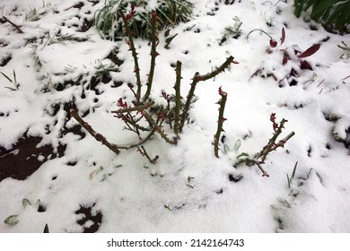 Bare Stem Rose Bush - Photo Taken In The Late Winter , Thaw Melting Snow