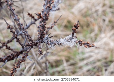 Bare thorny branch covered in developing buds with a spiderweb full of water droplets