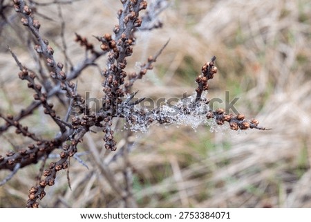 Bare thorny branch covered in developing buds with a spiderweb full of water droplets
