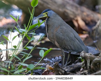 Bare Throated Tiger Heron Stalking Prey