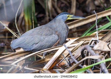 Bare Throated Tiger Heron Stalking Prey