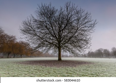 Bare Tree