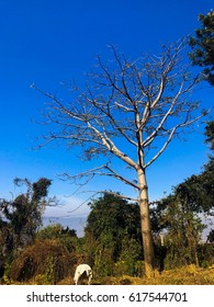 A Bare Tree