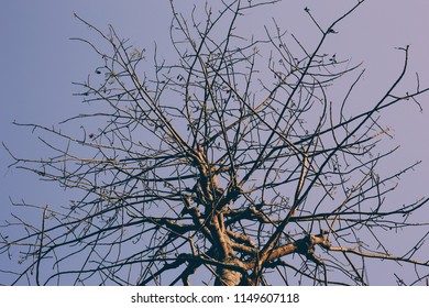 Bare tree against the sky
