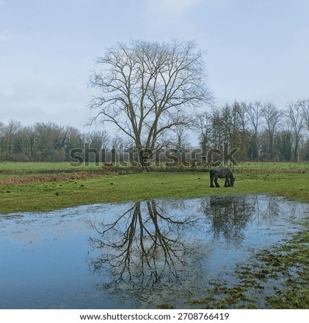 bare tree and belgian draft horse reflecting in a flooded meadow in the marsh of Bourgoyen nature reserve, Ghent, Flanders, Belgium
