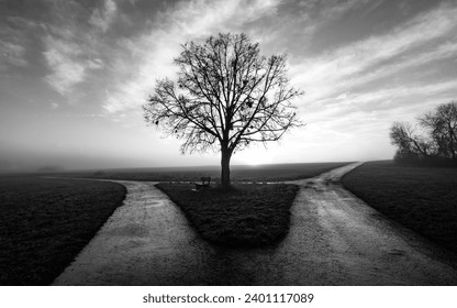 Bare tree with bench on a field near Tübingen Germany on a foggy winter morning at a fork in the road of two wet dirtways in rural landscape at morning sunrise after a rain, black and white greyscale. - Powered by Shutterstock